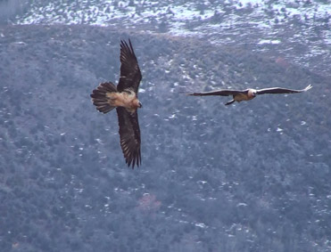 Lammergeiers, Gypaetus barbatus, in flight