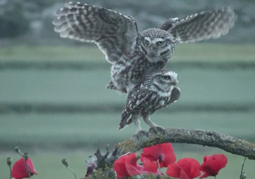 Little Owls, Athene noctua.