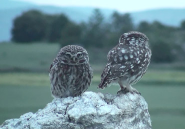 Little Owls, Athene noctua.