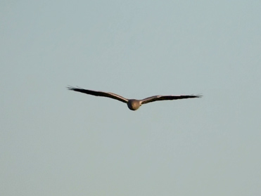 Montagu’s Harrier, Circus pygargus.