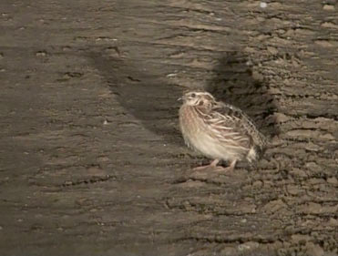 Quail, Coturnix coturnix.