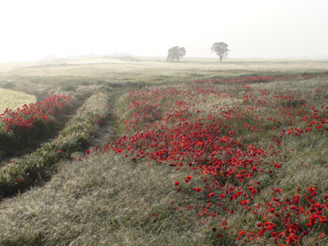 Poppy Landscape, Lleida.