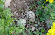 Stone Curlew, Burrhinus oedicnemus, eggs and nest
