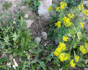 Stone Curlew, Burrhinus oedicnemus, nest and eggs