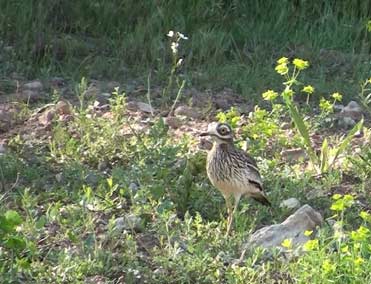 Stone Curlew, Burrhinus oedicnemus.