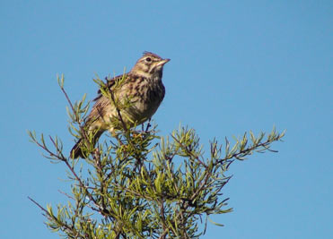 Thekla Lark, Galerida theklae