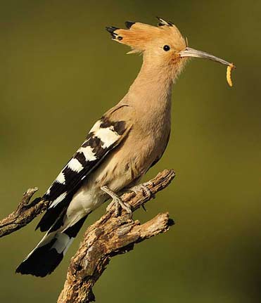 Hoopoe, Upupa epops. from the Hoopoe hide.