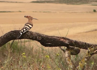 Hoopoe, Upupa epops, from the Montagu’s Harrier hide.