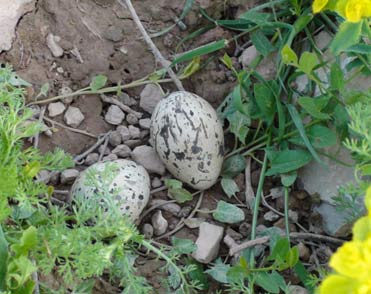 Stone Curlew nest with eggs.