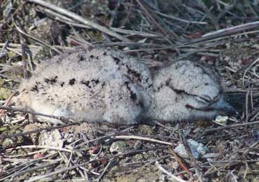 Stone Curlew chick