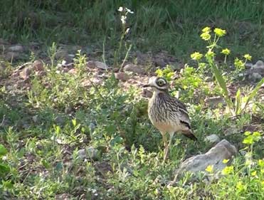 Stone Curlew, Burhinus oedicnemus.