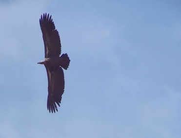 Juvenile Rüppell’s Vulture, Gyps ruppellii