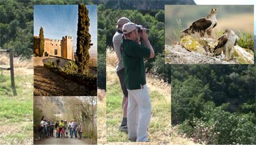 The Montsonís Bonelli’s Eagle story