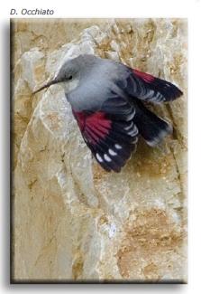 Wallcreeper. Tichodroma muraria.