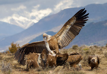 Griffon Vultures - Gyps fulvus in the Pyrenees