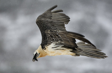 Lammergeier - Gypaetus barbatus - Bearded Vulture