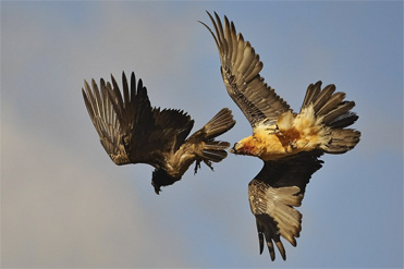 Lammergeier - Gypaetus barbatus - Bearded Vulture