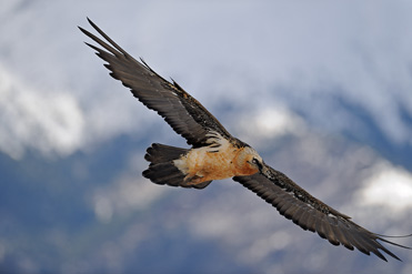 Lammergeier - Gypaetus barbatus - Bearded Vulture