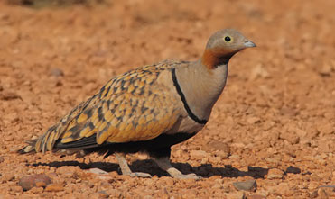 Black-bellied Sandgrouse seen when birding in Spain