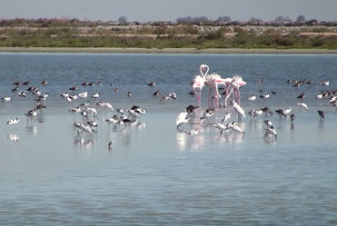 A flock of water birds or a birding bonanza?