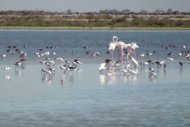 A flock of water birds or a birding bonanza?