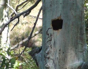 Black Woodpecker nest hole in Spain