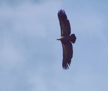 Rüppell’s Vulture, Gyps rueppelli, is a rarity in Europe.
