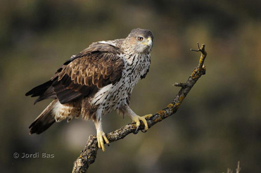 Bonelli’s Eagle photography