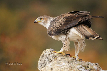 Bonelli’s Eagle photography