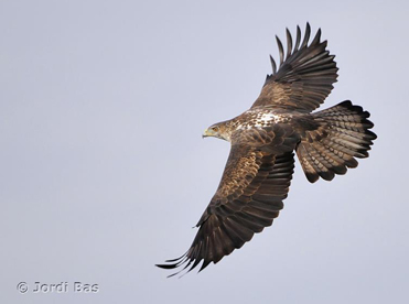 Bonelli’s Eagle photography