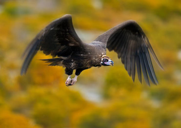 Black Vulture in flight by Jan Pedersen.