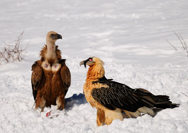 Lammergeier photography with Birding In Spain