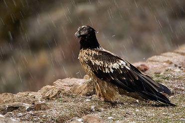 Lammergeier photo trip with Birding In Spain