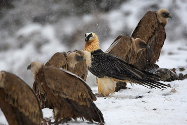 Lammergeier photo trip with Birding In Spain