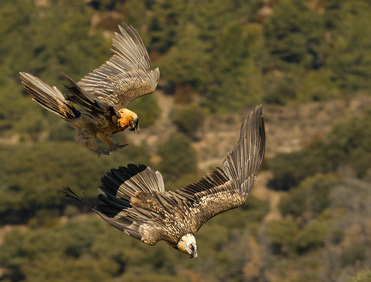 Lammergeier photo trip with Birding In Spain