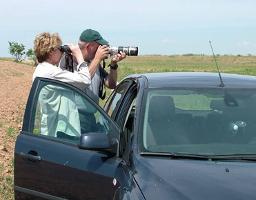Birding from the car is a possibility when birding in Spain