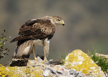 Bonelli’s Eagle, Hieraaetus fasciatus