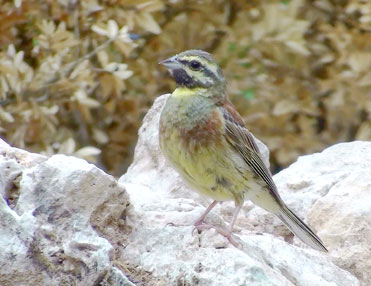 Cirl Bunting, Emberiza cirlus.