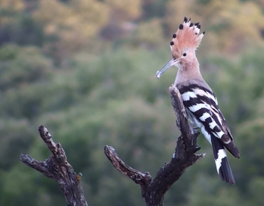 Hoopoe, Upupa epops.