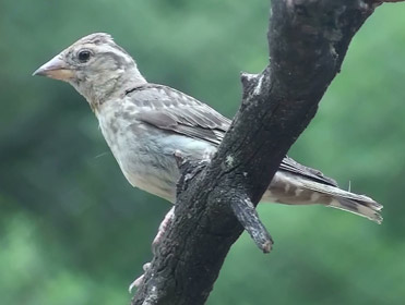 Rock Sparrow, Petronia petronia.