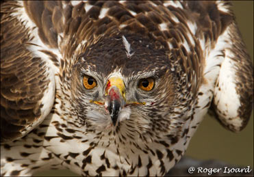 Bonelli’s Eagle, Hieraaetus fasciatus.