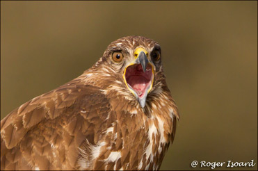 Common Buzzard, Buteo buteo.