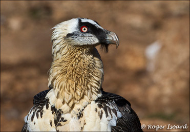 Lammergeier, Gypaetus barbatus. Photo of Bearded Vulture by Roger Isoard.