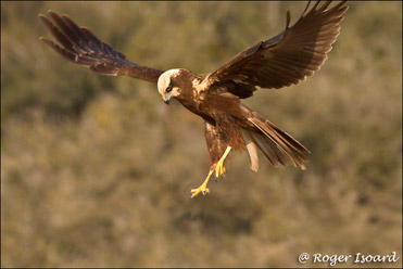 Marsh Harrier, Circus aeruginosus.