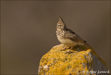 Thekla Lark, Galerida theklae.