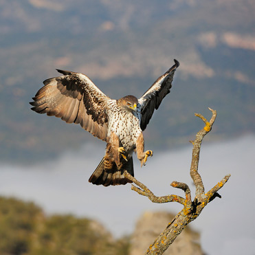 Bonelli’s Eagle, Hieraaetus fasciatus, coming in to land in Catalonia.