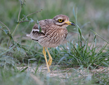 Stone Curlew, Burhinus oedicnemus, on the Lleida plains.