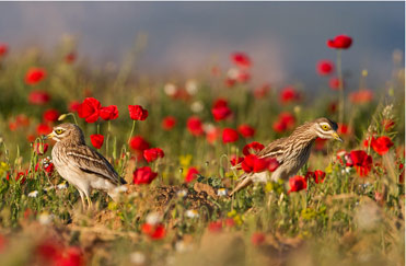 Stone Curlews, Burhinus oedicnemus, by Mark Curley.