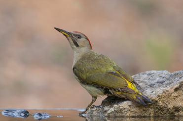 Green Woodpecker, Picus viridis, at the pool hide, Montsonís, Lleida.