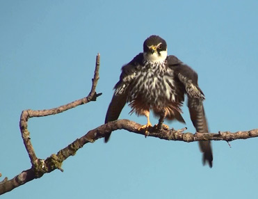 Hobby, Falco subbuteo, on the plains of Lleida, Catalonia.